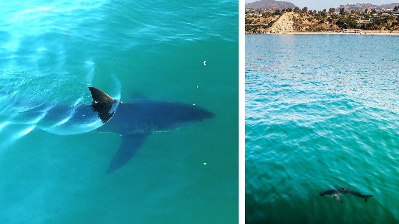 Great White Sharks At One Of La'S Busiest Beaches
