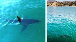 Great White Sharks at One of LA's Busiest Beaches