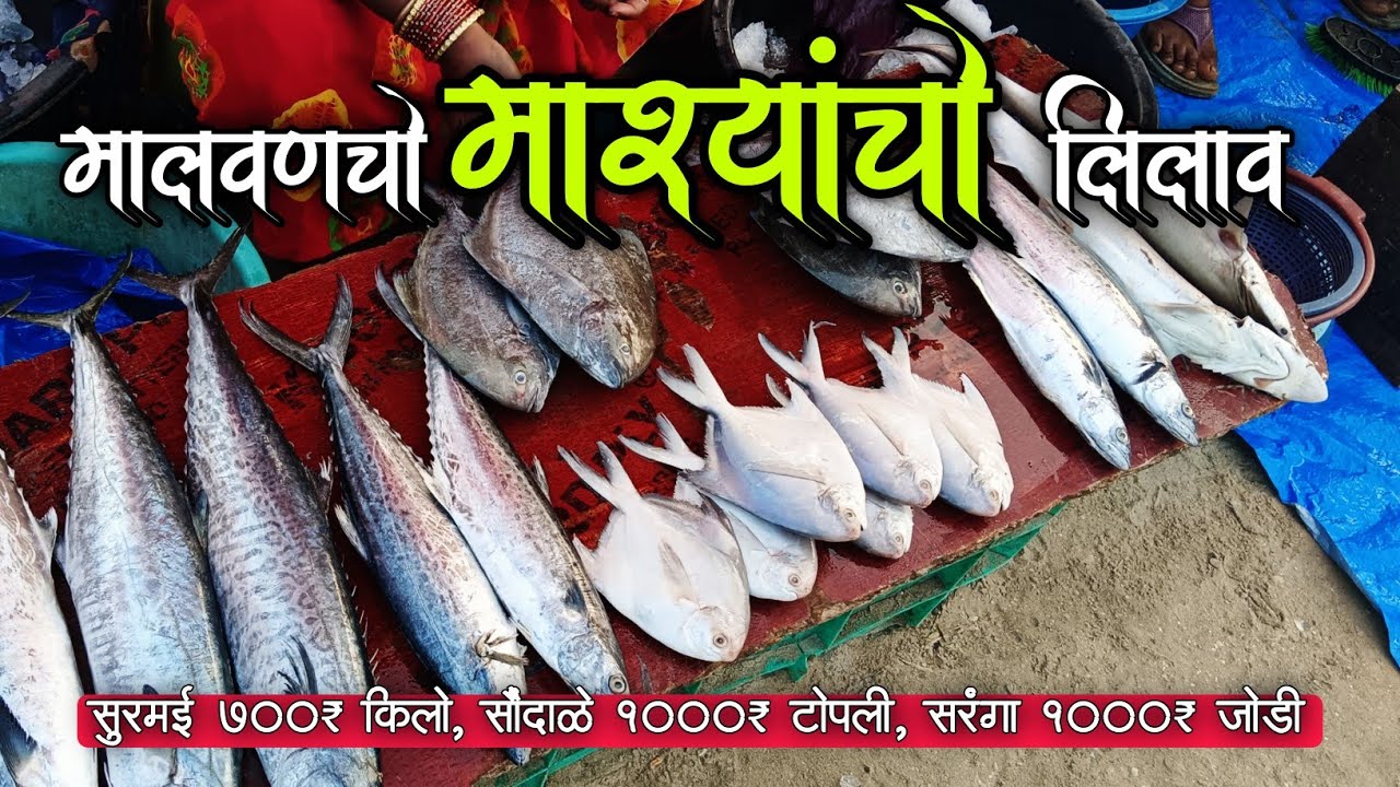 मालवणचो माश्यांचो लिलाव 