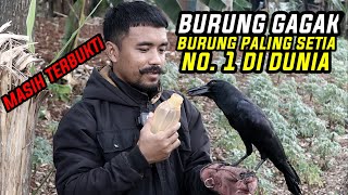 WOWO TERBUKTI BURUNG GAGAK PALING SETIA NOMOR 1 DI DUNIA || Mustahil Kalo Gak Balik Lagi