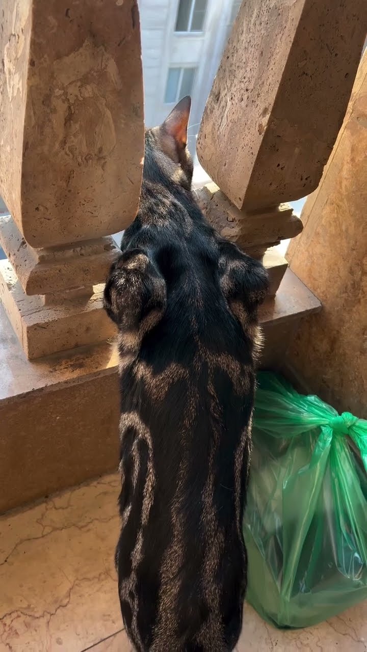 Funny  cats