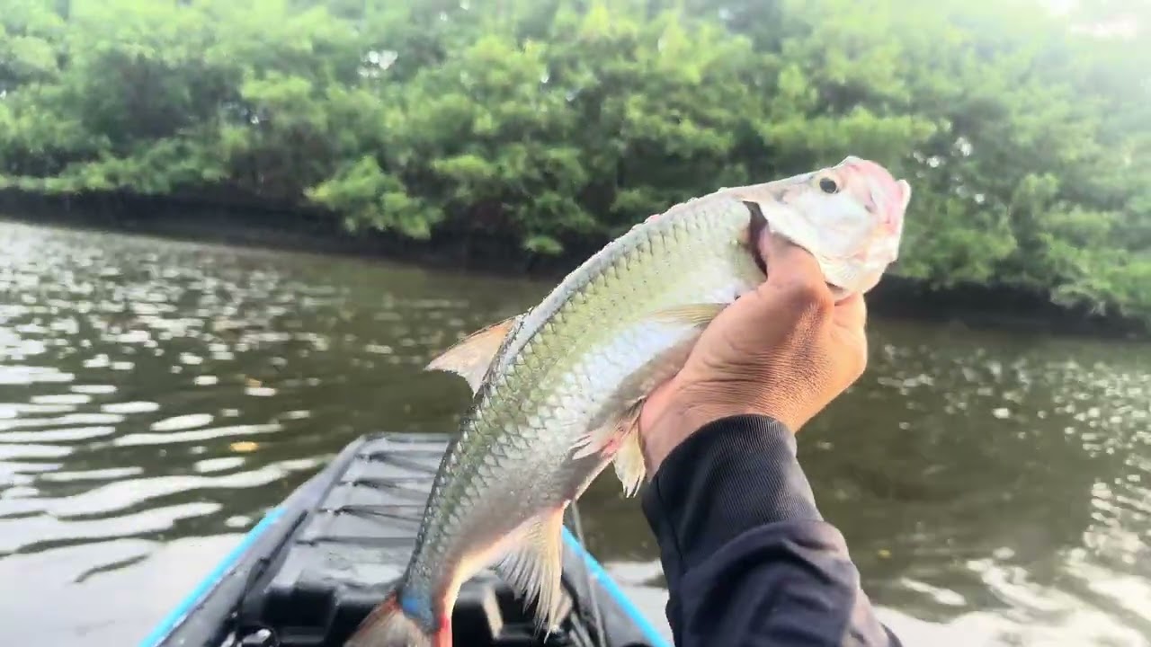 Pescaria fim de tarde saiu Tarpon!