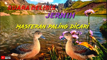 Suara Belibis Jernih | Cocok untuk masteran Murai batu, Kacer dan gacoan lainnya