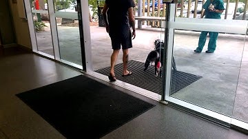 Tripawd Ziggy recovers from limb deformity surgery