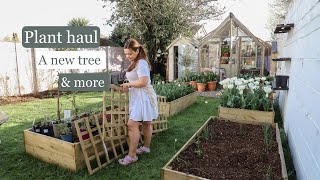 Plant haul, a new magnolia tree & more | Garden vlog