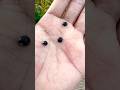 Black Lady bugs3 brothers.#insects#ladybug #beetle
