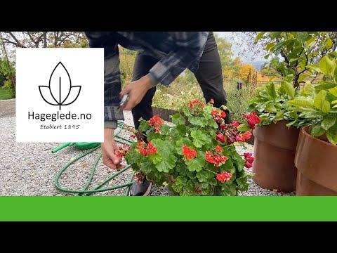 Video: Mandevilla Plantepleje - Sådan overvintrer man Mandevilla-planter