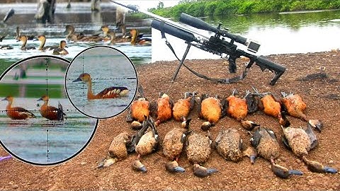 Saat nya panen bebek liar perburuan belibis banyak sekali