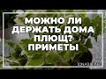 Можно ли держать дома плющ приметы ToNature Info 