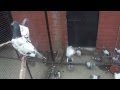 Tipplers pigeon