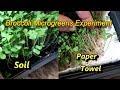 Broccoli Microgreens Growing Experiment: Paper Towels Vs. Soil