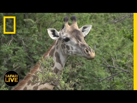 Safari Live - Day 42 | National Geographic thumbnail