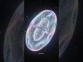 This Tiny Creature Can Survive in Space 😱”#Tardigrade #WaterBear #ScienceFacts