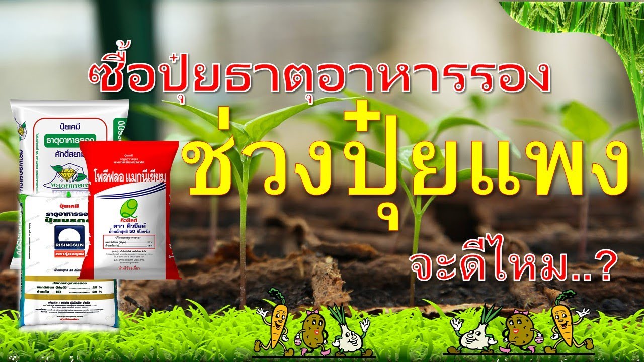 ซื้อปุ๋ยธาตุรอง…..ช่วงปุ๋ยแพง..ควรซื้อดีไหม..? | ข้อมูลทั้งหมดเกี่ยวกับธาตุ อาหาร รองที่สมบูรณ์ที่สุด