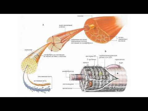 Биология в картинках: Строение мышцы (Вып. 14)