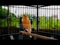 Cengkok Gurih Masteran Kenari Paud Agar Cepat Nyusun Lagu Mp3 - Mp4 Download