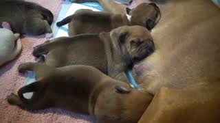 12Ème Vidéo Chiot N4 De La 45Ème Portée De Staffordland