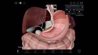 Visible Body 3D Tour Of The Digestive System