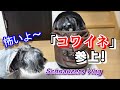 [ENG SUB] 怖～いシュナウザー (イチゴ狩り続編）[schnauzer][多頭飼い]