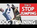 Does your Dog Jump on Everyone? Here's what to Do! Does your Dog Jump on Everyone? Here's what to Do!