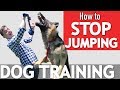 Does your Dog Jump on Everyone? Here's what to Do!