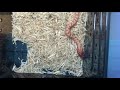 紅康達白化豬鼻蛇食雪鼠：Red anaconda albino hognose snake eating mouse