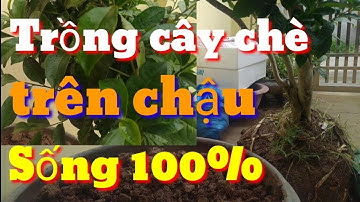 Cách trồng cây chè xanh trên chậu sống 100%, trồng và chăm sóc cây chè xanh trên chậu làm cây cảnh