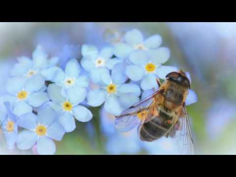 Незабудки - детские песни