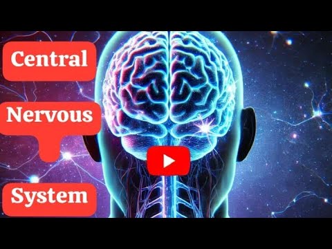 Central Nervous System - YouTube