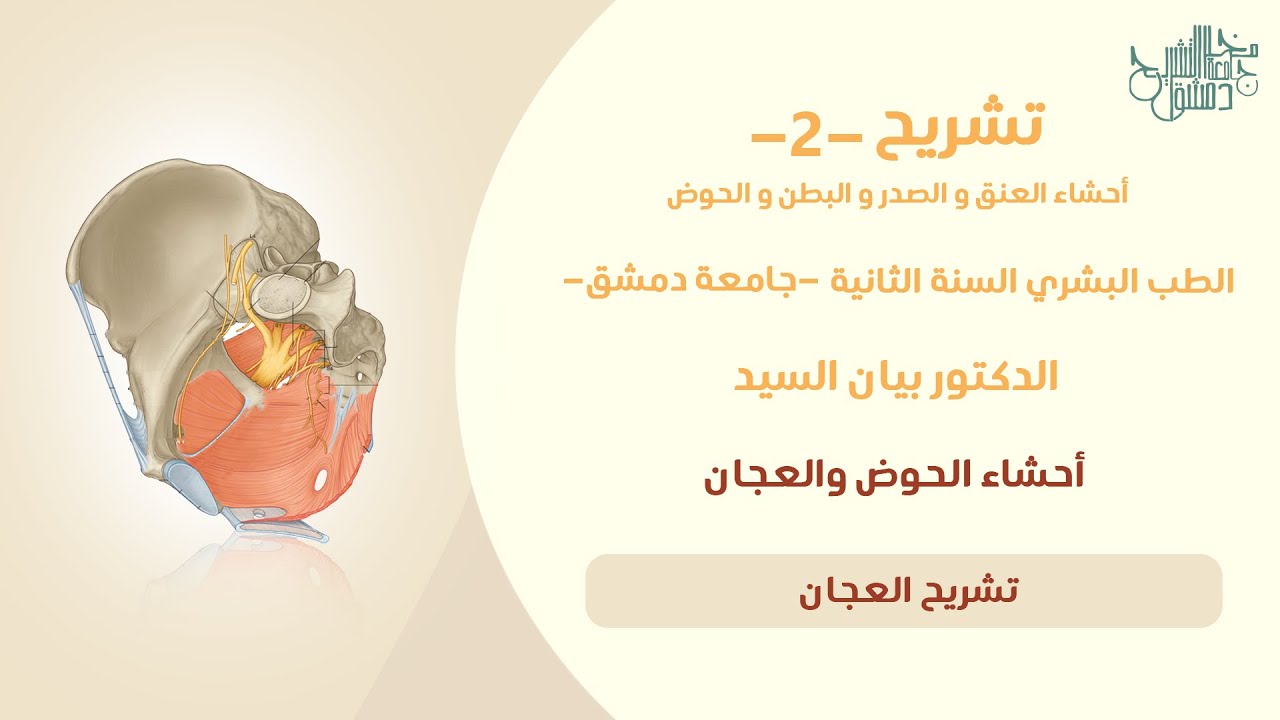 تشريح 2 | تشريح العجان | د. بيان السيد