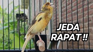 Masteran Efektif Langsung Nyaut Kenari AF GACOR DORR !! atasi kenari Macet & Susah Bunyi!