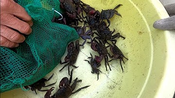 Xoi Ba Khía Đêm Bắt Như Hái Hoa /Đạt Nguyễn Cần Giờ