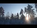 Ориентирование по косым кронам сосен