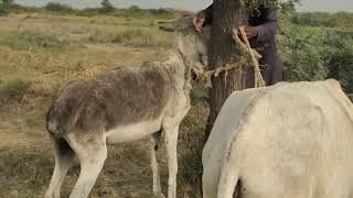 New Discovery Faram Amazing Pets And Pair