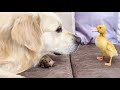 Golden Retriever Meets Baby Duckling for the First Time!