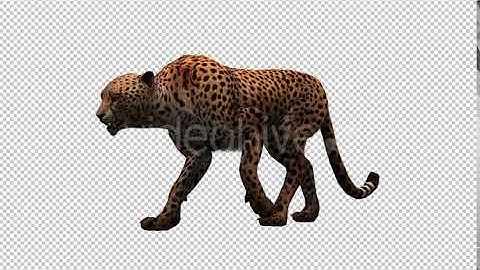 Cheetah | Motion Graphics - Envato elements