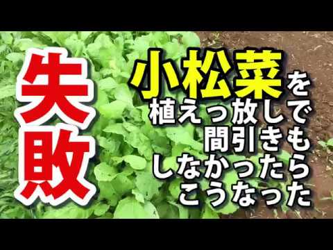 小松菜を植えっ放しで間引きもしなかったら １ヶ月でこうなった Youtube