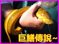 【吳小珍】巨鱔傳說~捅鱔釣魚人，總愛挑戰巨物!??  (黃鱔、鱔魚、野生、鱸鰻、白鰻、無鱗…)