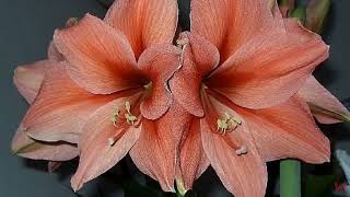 :  (Hippeastrum):     !
