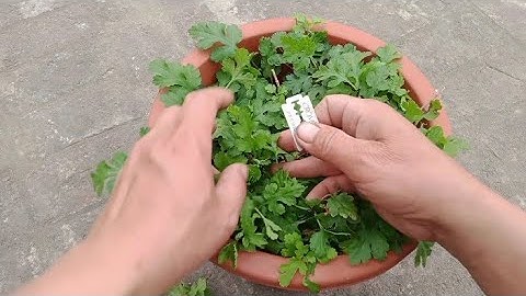 Cách Nhân Giống Hoa Cúc Tiến Vua Trồng Làm Trà Hoa Cúc