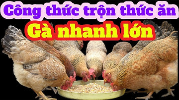 BÍ QUYẾT GIẢM CHI PHÍ NUÔI GÀ – Không Lo Cám Đắt Vẫn Có Gà Thịt Săn Chắc, Bán Được Giá