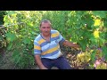 Армаш ВН о винограде 2018