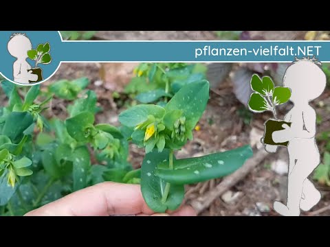 Video: Growing Cerinthe Plants - Informationen zur Pflege von Cerinthe-Pflanzen