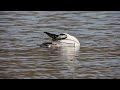 Smew Stockers lake