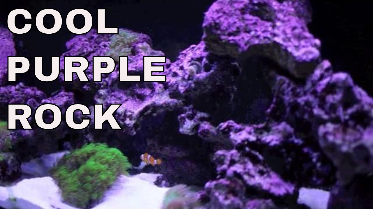 coralline algae in saltwater aquarium: purple rock : rotter tube reef