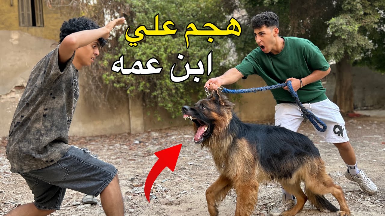 ولد يأمر كلب جيرمان شرس يهجم علي ابن عمه !