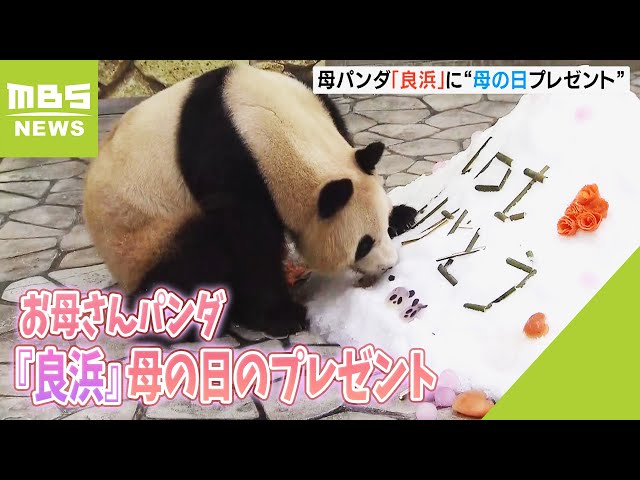 10頭の子を生み育てたお母さんパンダ『良浜』に母の日の