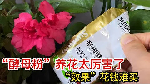 今天才發現，酵母粉用來養花太厲害了，花卉艷麗長勢旺，盆盆爆滿【百變小廚坊】#酵母粉 #酵母粉養花 - 天天要聞