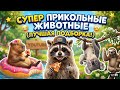 Супер прикольные животные! Лучшая подборка!