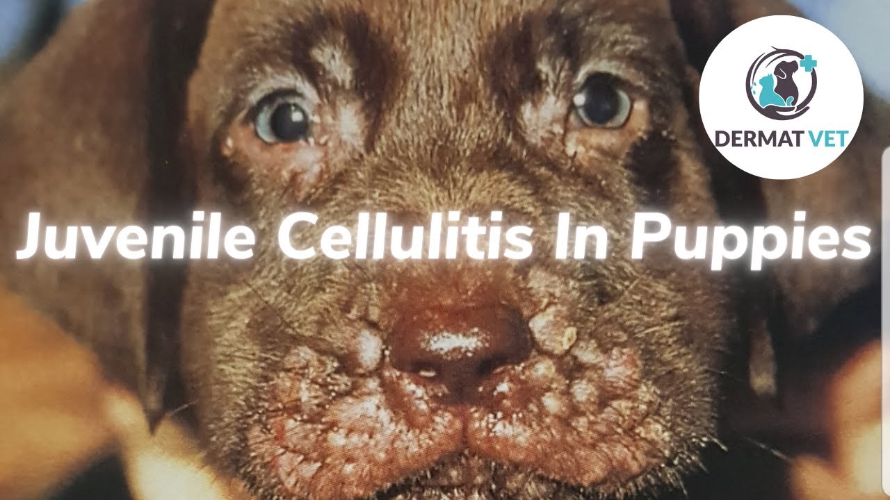 Treating Puppy Strangles (Canine Juvenile Cellulitis) - A Veterinary  Dermatology approach - YouTube